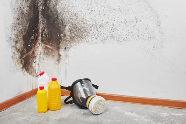 Best Kitchen Mold Remediation in Victor, ID