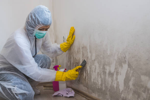Best Emergency Mold Remediation in Victor, ID